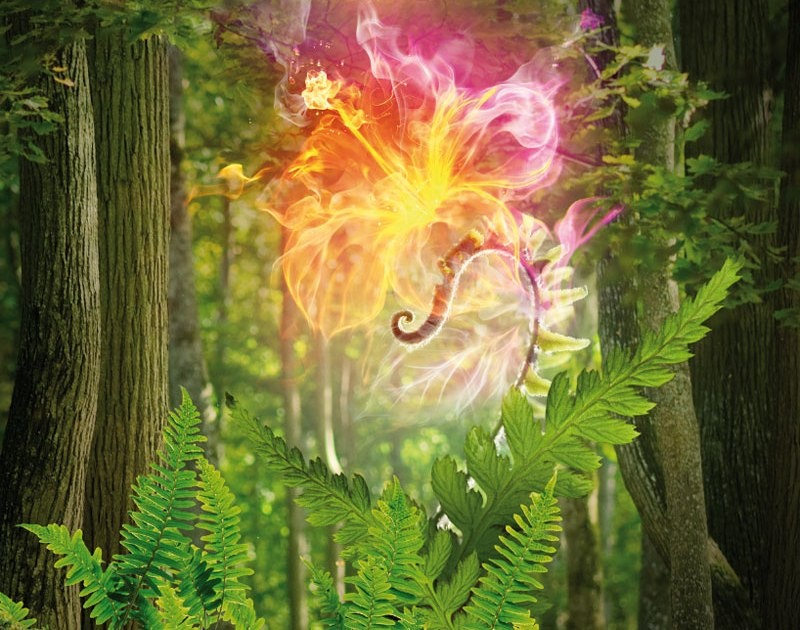 "Цветение" папоротника.