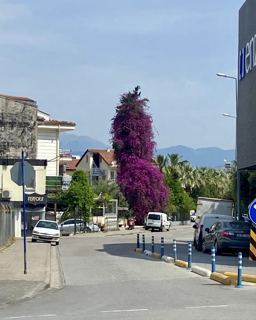 Вот это мощь цветения!