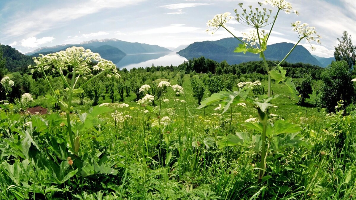     Источник: Алтайский заповедник