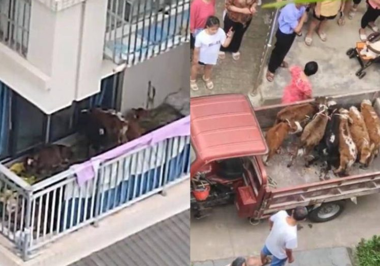 Там же СЕМИ коровкам откровенно тесно