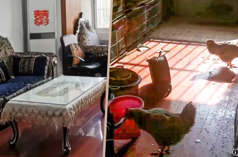 А вот мужчина развел 25 кур В СЪЕМНОЙ КВАРТИРЕ С БЛЕСТЯЩИМ ЛАМИНАТОМ