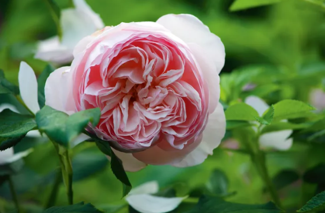 Фото Leigh Clapp