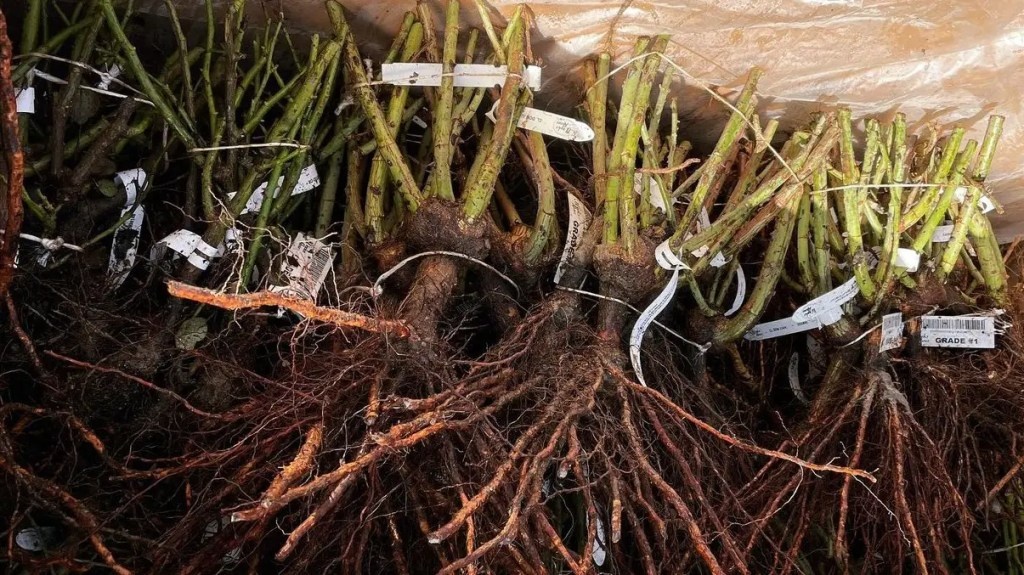 Фото SONG OF ROSES