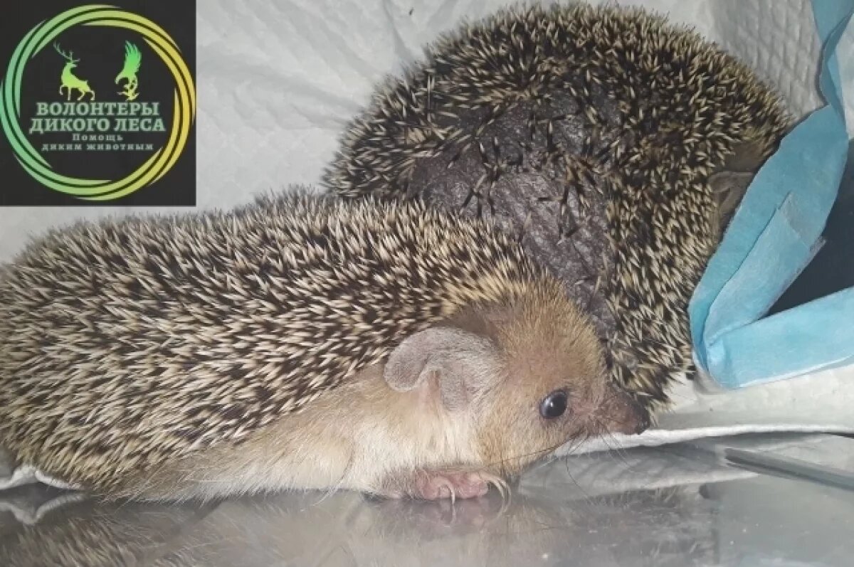   В Саратове из окна выбросили измученных краснокнижных двух ежей