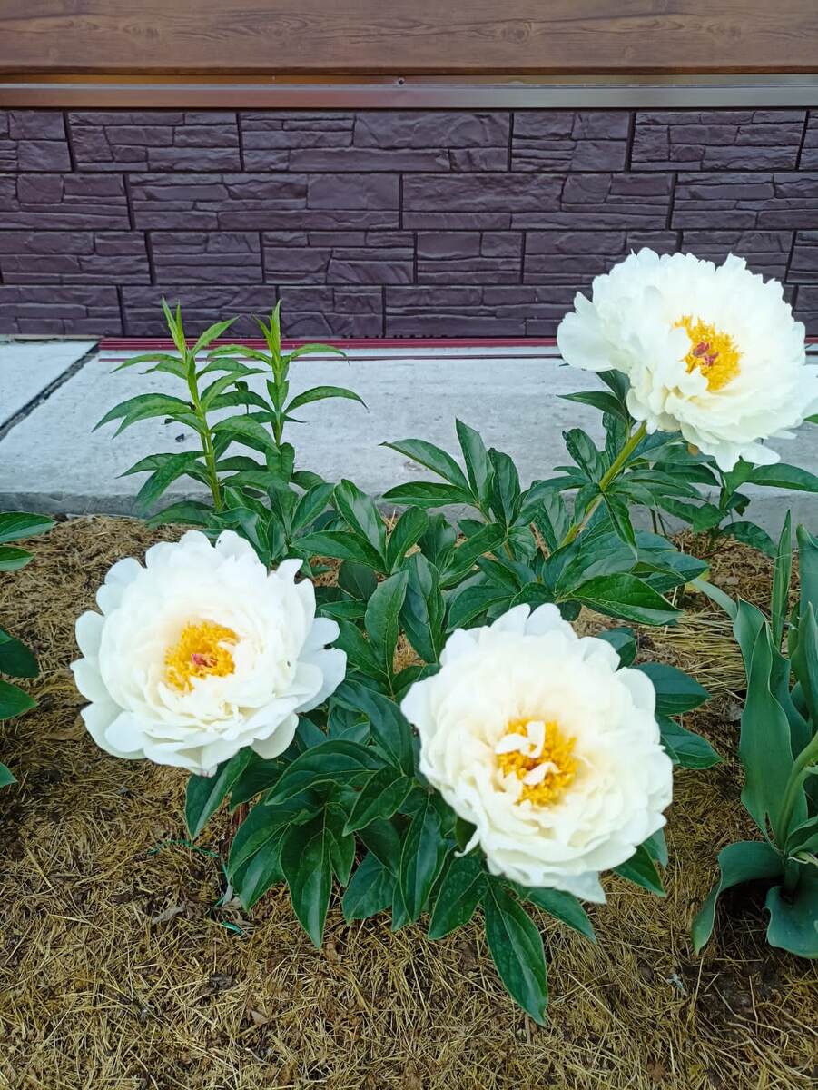 Пионы- малютка