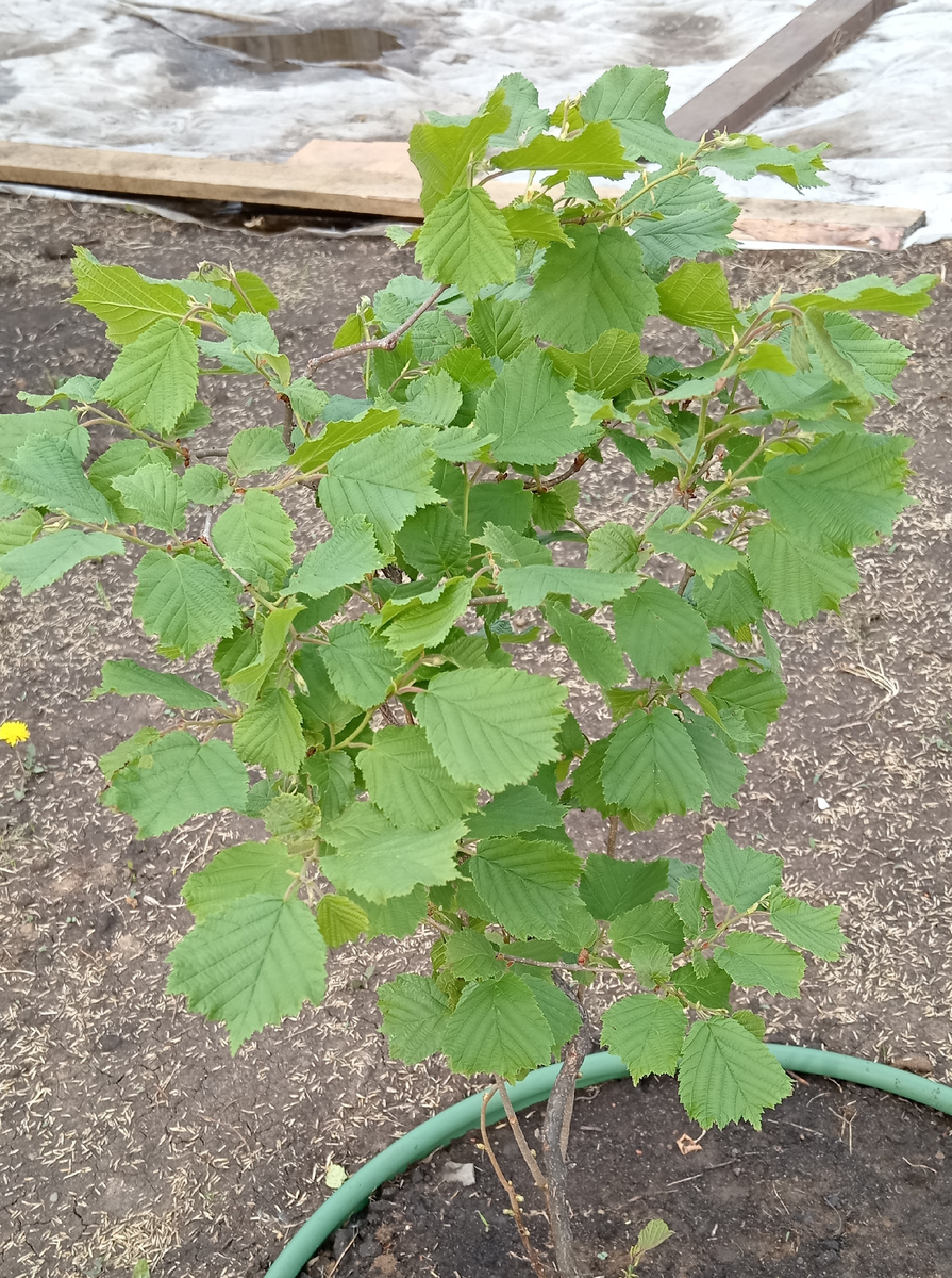 После обработки, на следующий день! "Уксусный удар" 