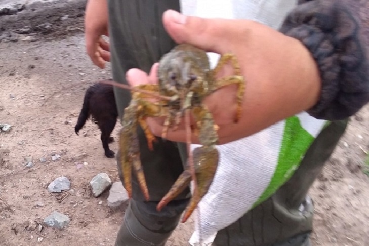    Фото Степные зори