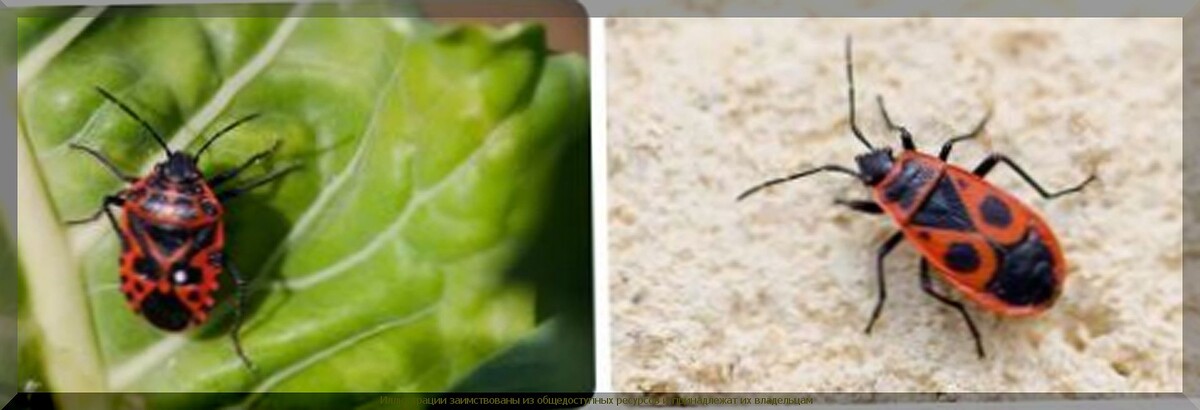 https://vk.com/photo-159774511_457271487. Слева - эвридема северная, справа - клоп солдатик