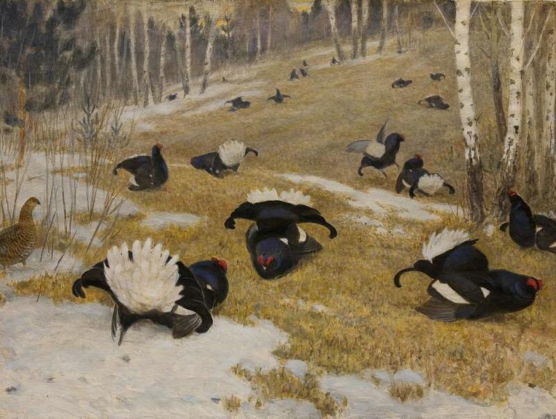 Тетеревинный ток.