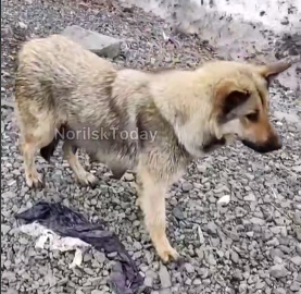     На севере Красноярского края спасли дрейфующую на льдине собаку