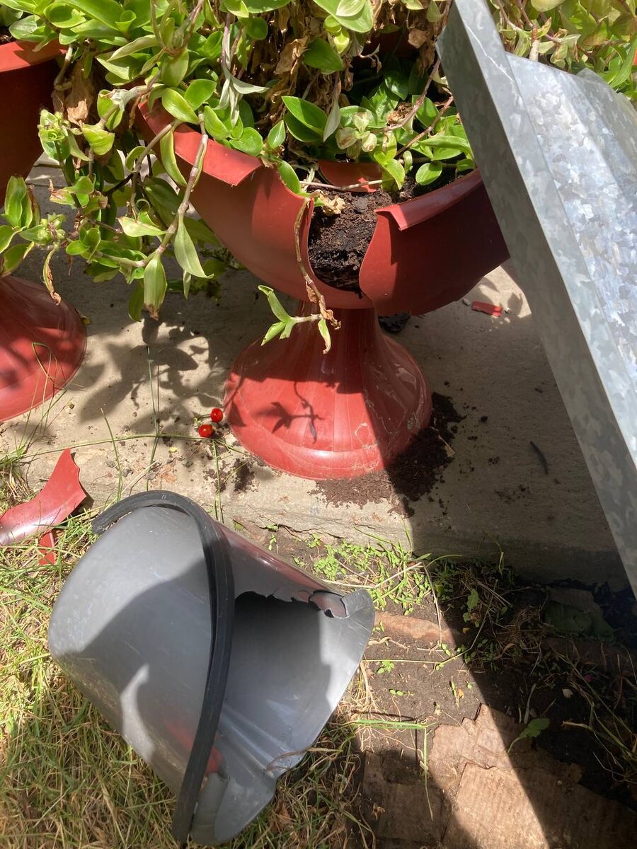 Ведро на 10 литров, не маленькое. Это кашпо большое. 