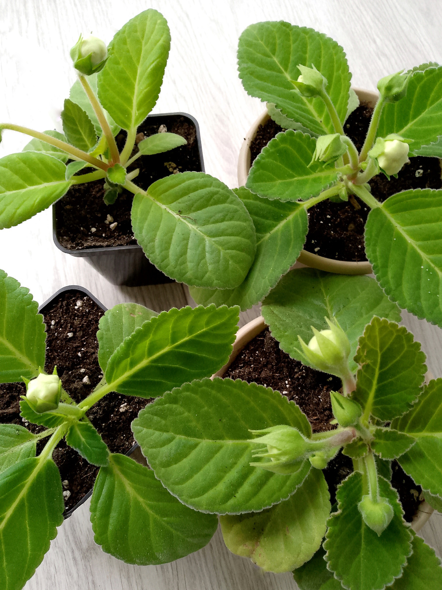 У глоксиний всего две-три пары настоящих листьев, а уже есть бутоны