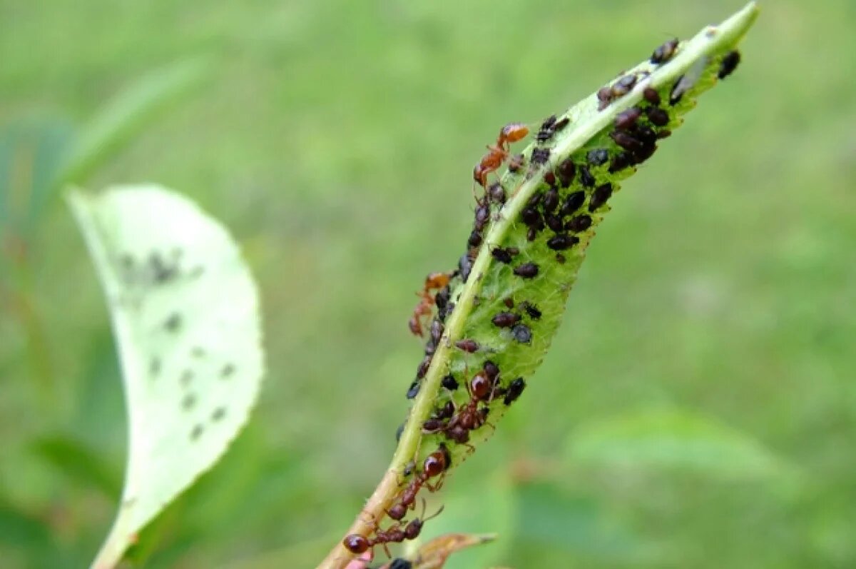    В Новосибирской области выявлены опасные вредители на сельхозугодьях