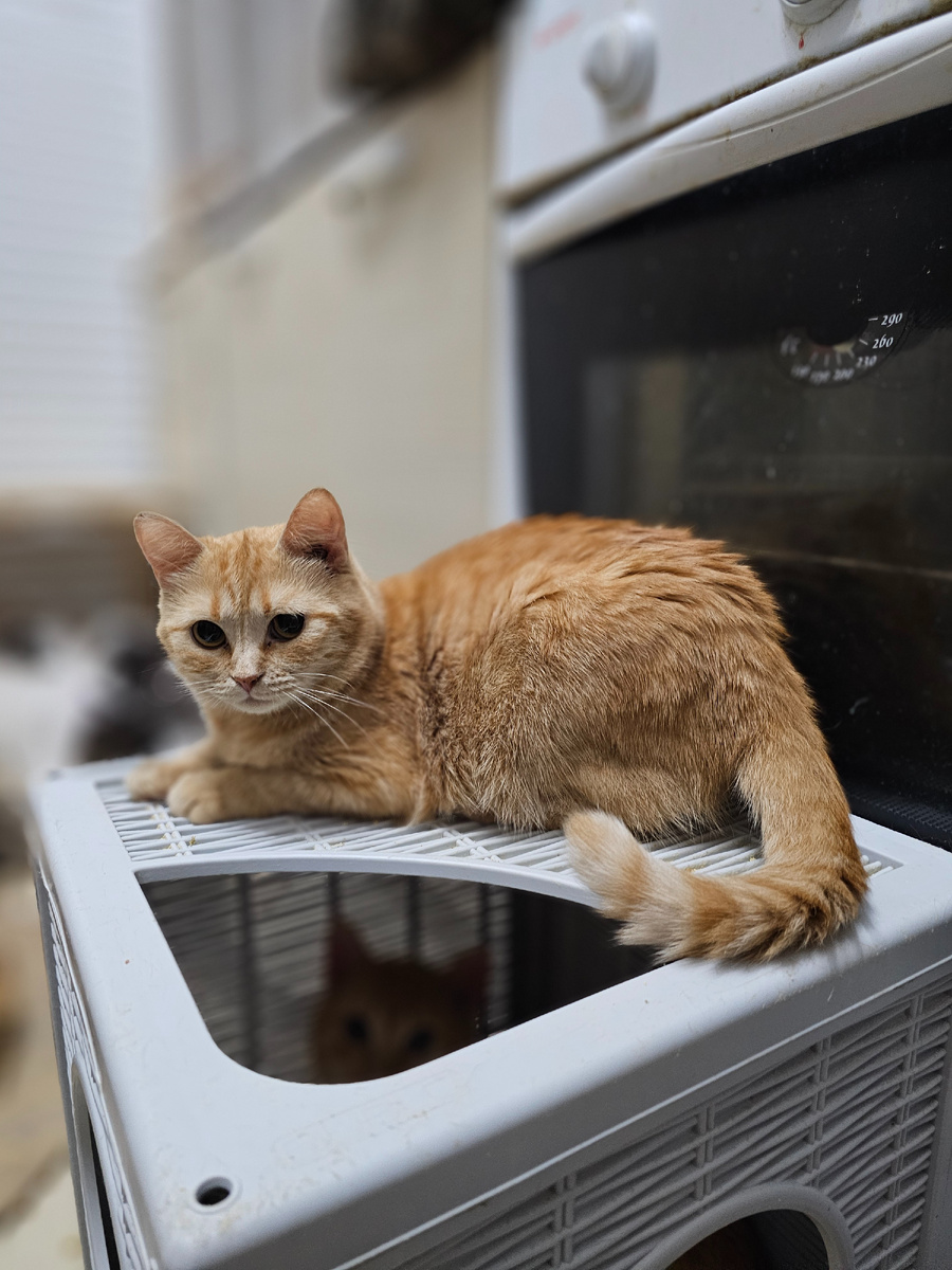 Фото автора. Наша Ясиния.