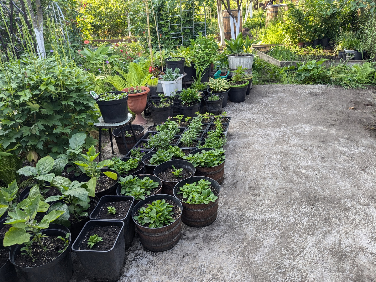 Несмотря на то, что я размахнулась, как всегда, горшки всю парковку не заняли