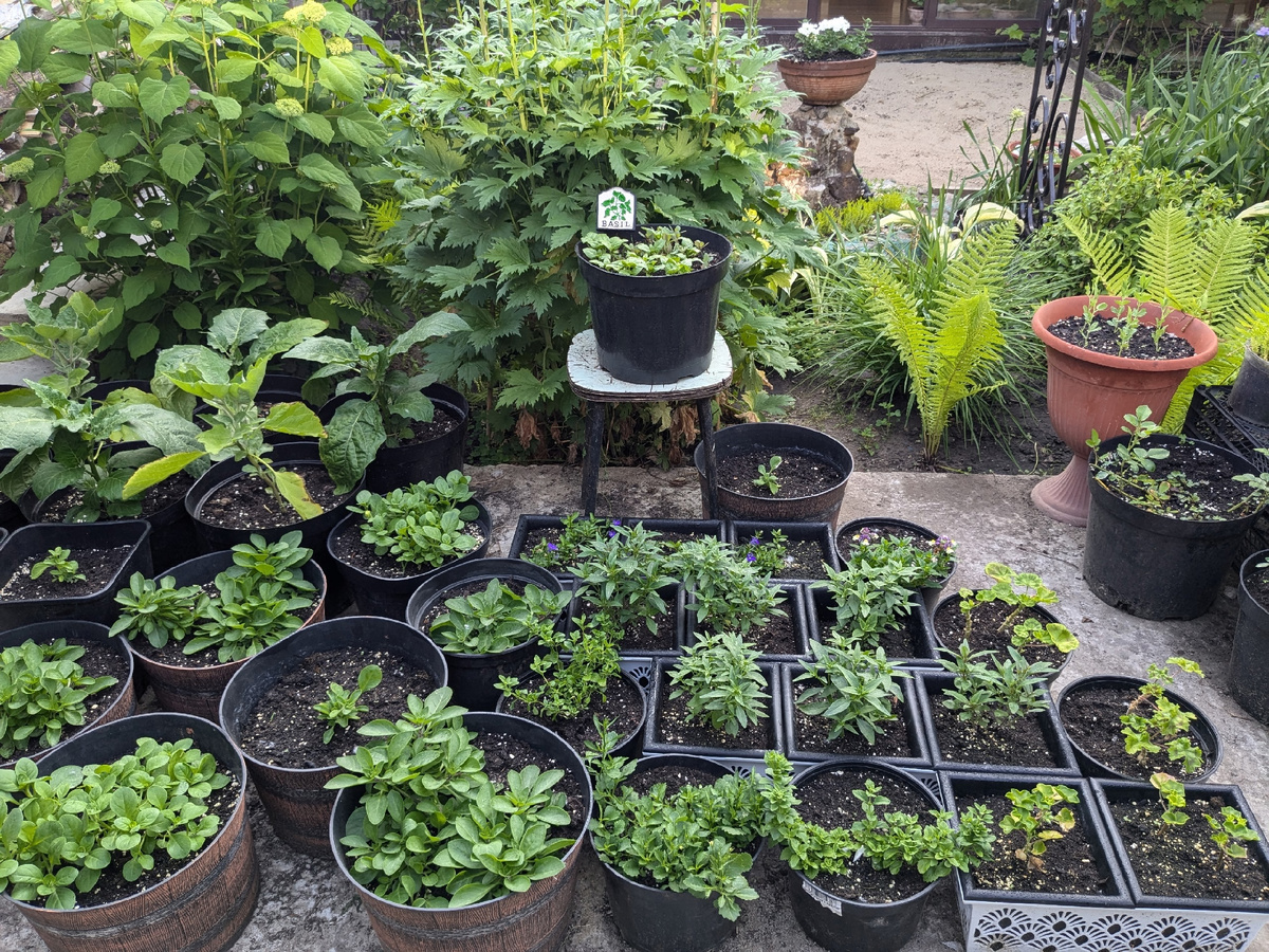 Тропинка между горшками - поливать растения в открытом грунте