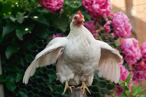 Куры в тени с расправленными крыльями