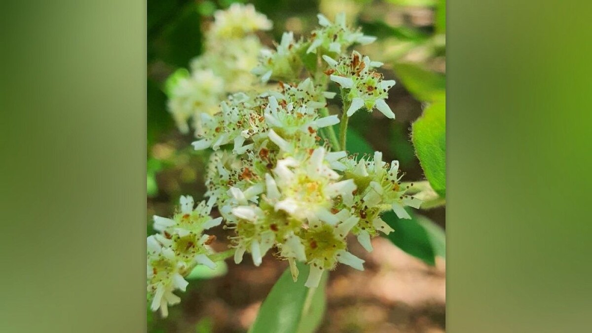    Фото: парк «Южные культуры»