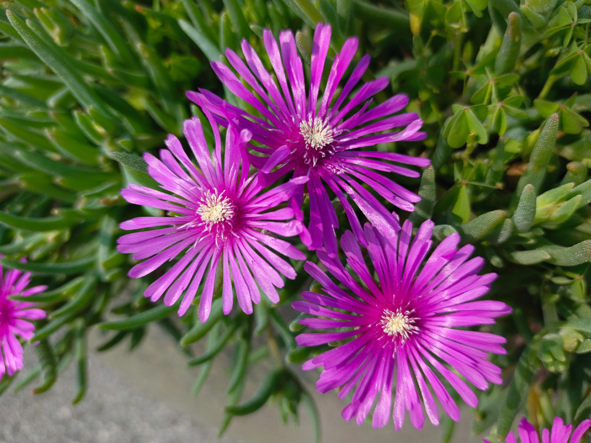 ФТ Сириус, Бульвар Надежд, июнь 2025 г.