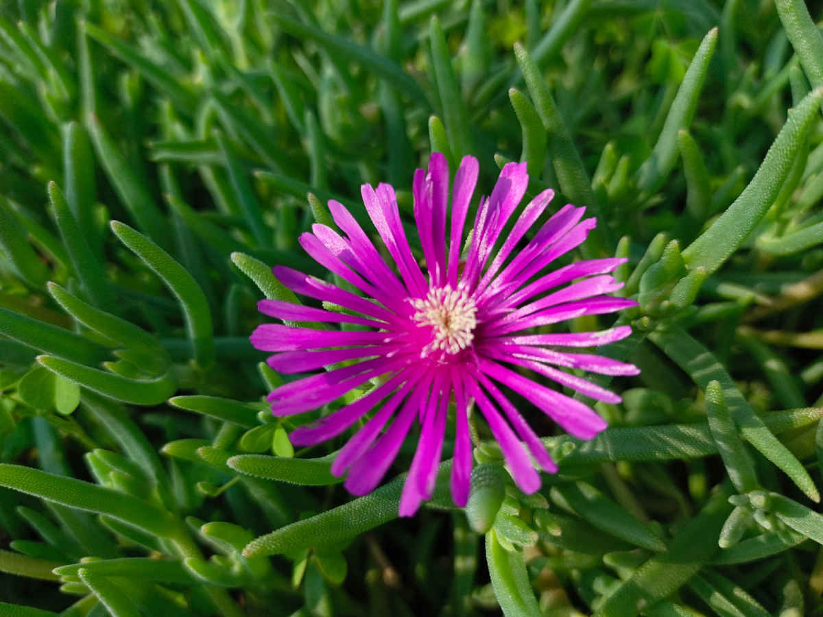 ФТ Сириус, Бульвар Надежд, июнь 2025 г.