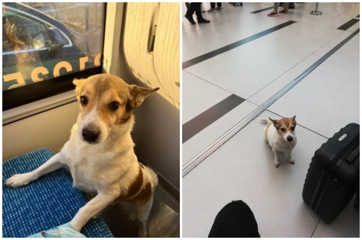    «Сам открыл клетку?»