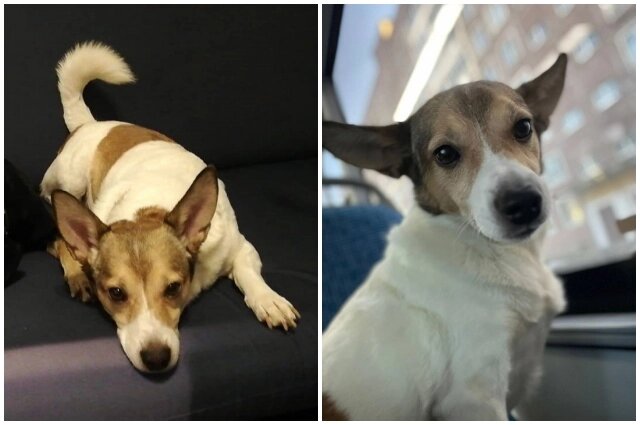    Хозяева задаются вопросом, как пёс мог сам открыть клетку. Фото: Из личного архива/ Валерия Парчутова