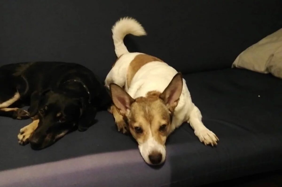    Пёс Малыш из Новокузнецка, потерявшийся в Пулково, погиб