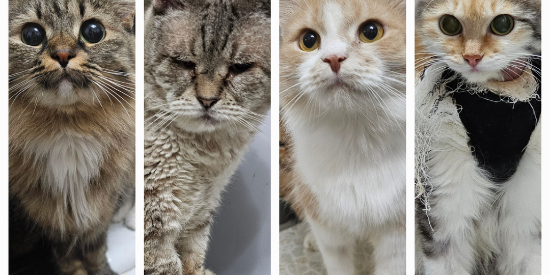 Я замолкаю - они умирают! СОС! Помогите приюту купить лекарства и оплатить операции...