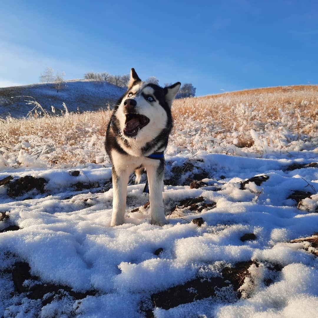 Неистово орёт вверх