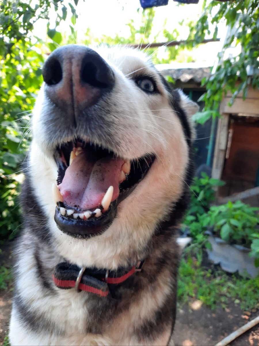 Хаски - милейшие создания