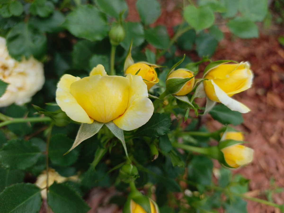 Адлер, июнь 2025 г.