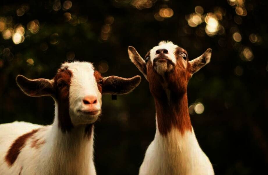    Фото: Bailey Mahon