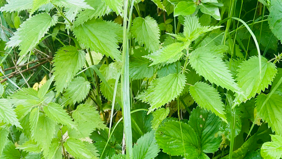 Крапива на огороде - злостный сорняк или незаменимый помощник?