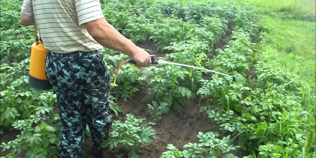 Сульфат магния для картофеля: в чем причина такого эффекта?