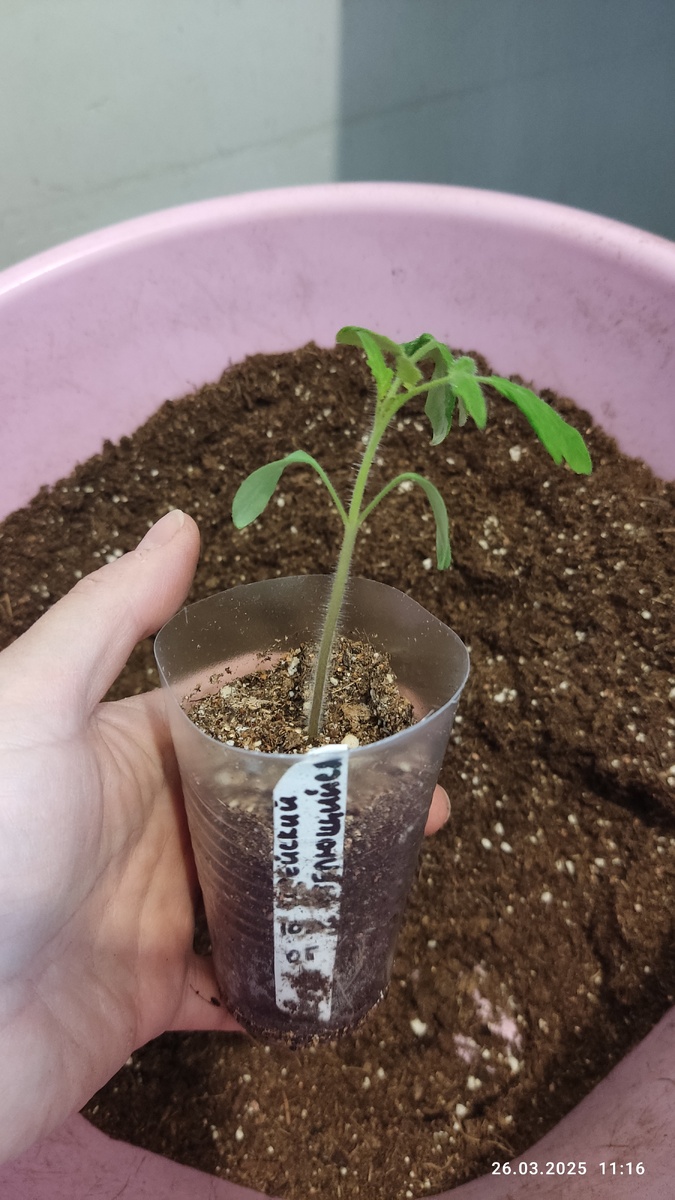 Две недели после посева