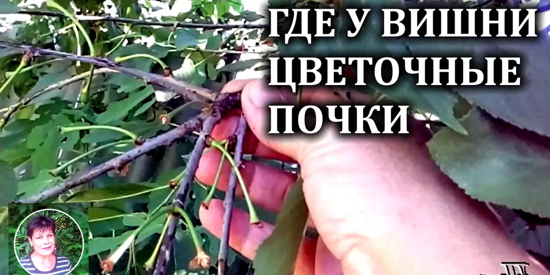 Где вишня закладывает цветочные почки. Как получать стабильный урожай вишни
