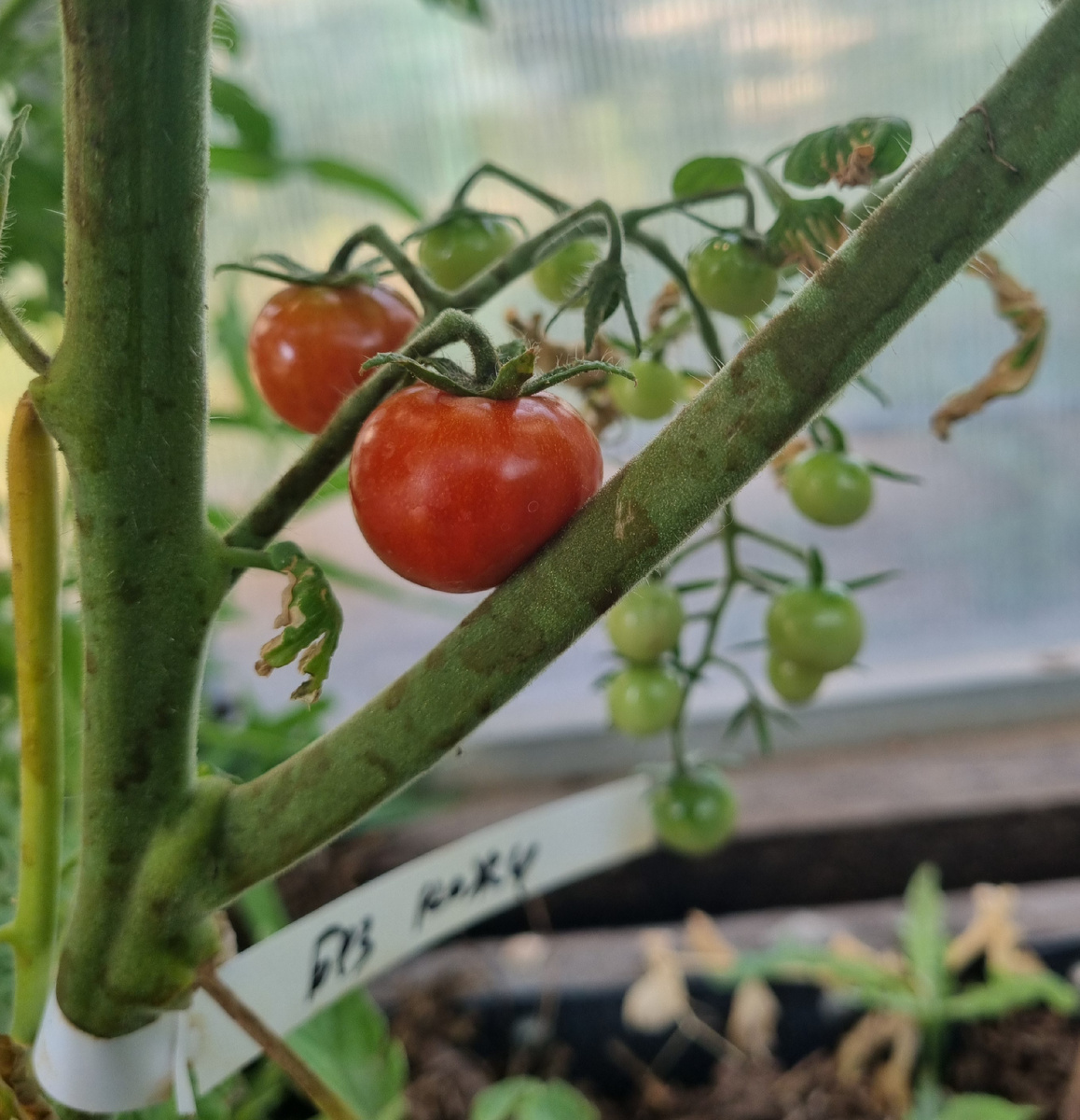 Первые две помидорки на кисти. Конечно, срывать их ещё рано. Приурочим это событие к возвращению мужа домой! © Фото: Зеленая леди: сад, семья и томатный сок