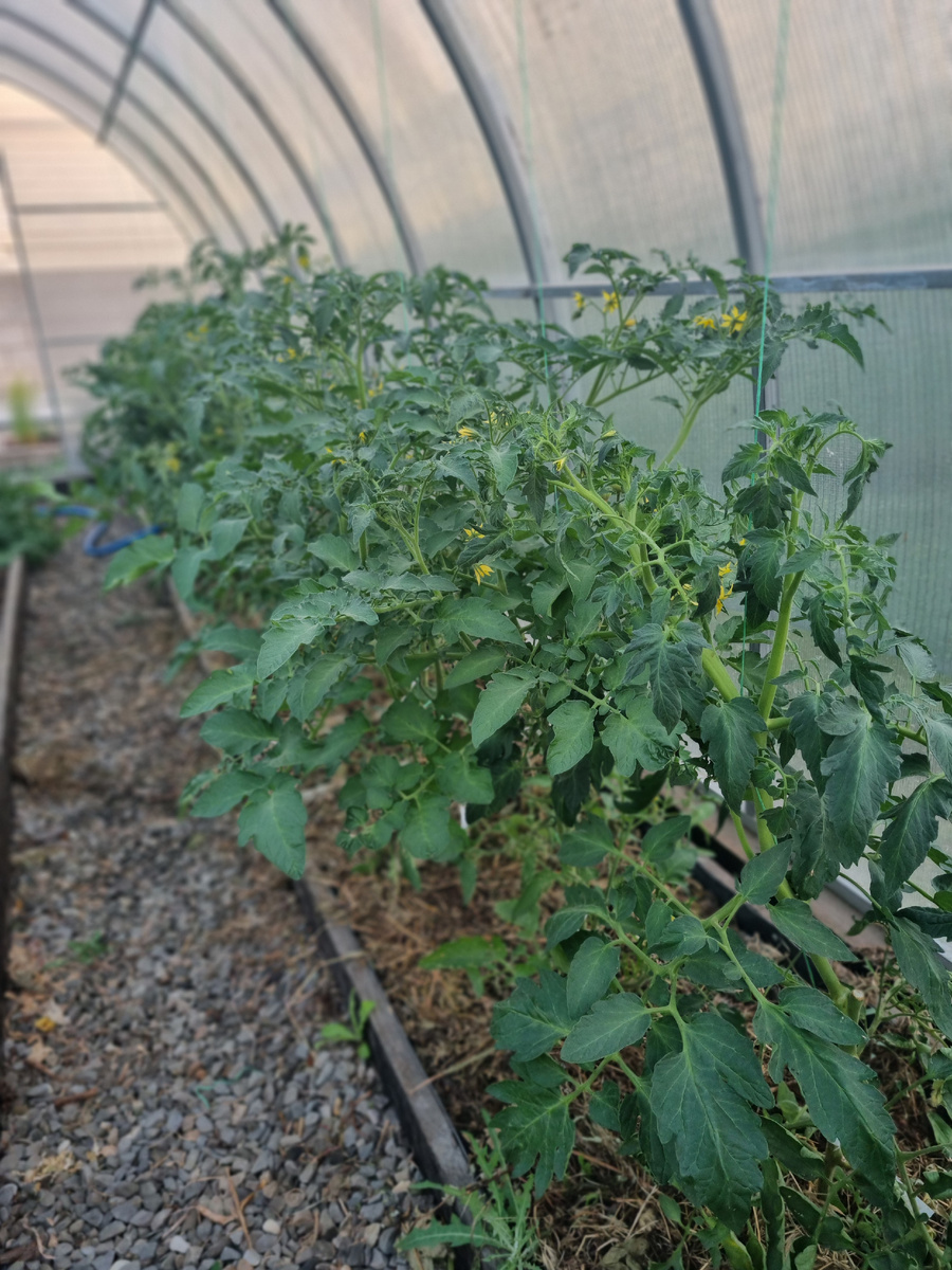 Зеленый обход теплиц. Все хорошо! © Фото: Зеленая леди: сад, семья и томатный сок