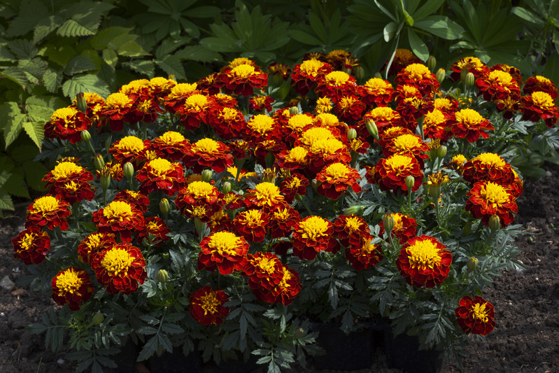 мои любимые и неприхотливые .