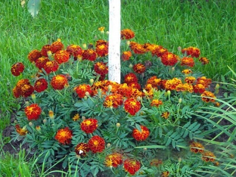 Бархатцы супер растения .