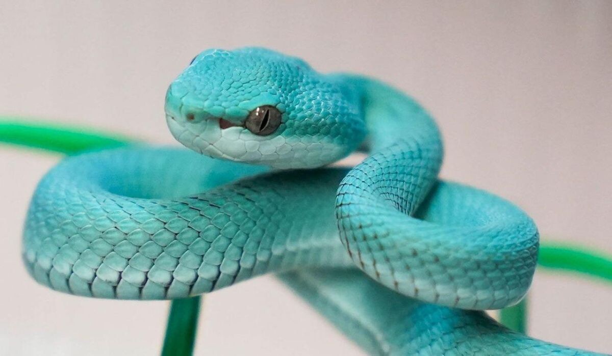     Куфия. Источник: mos.ru Автор фото: Пресс-служба Мэра и Правительства Москвы