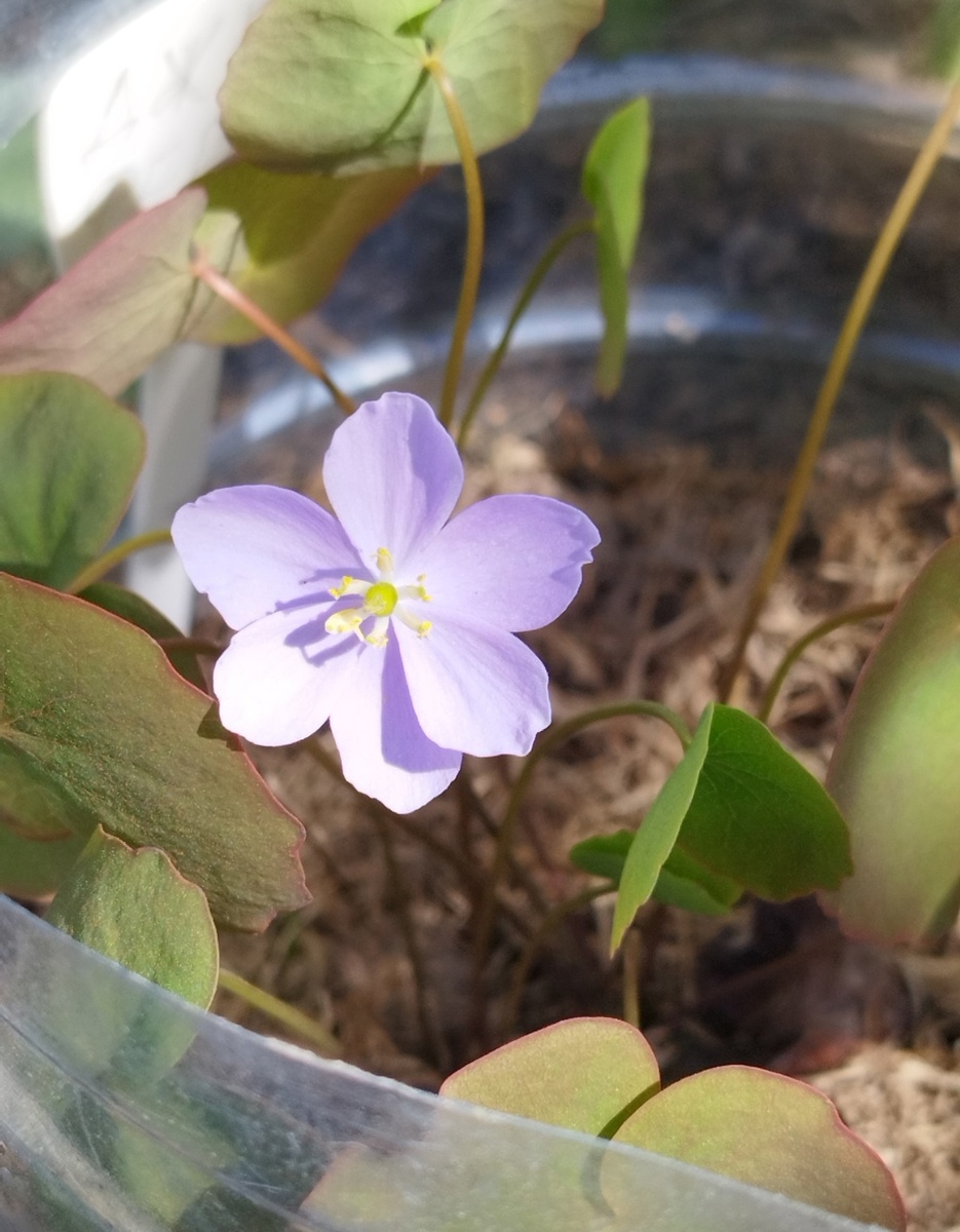 Первый цветочек