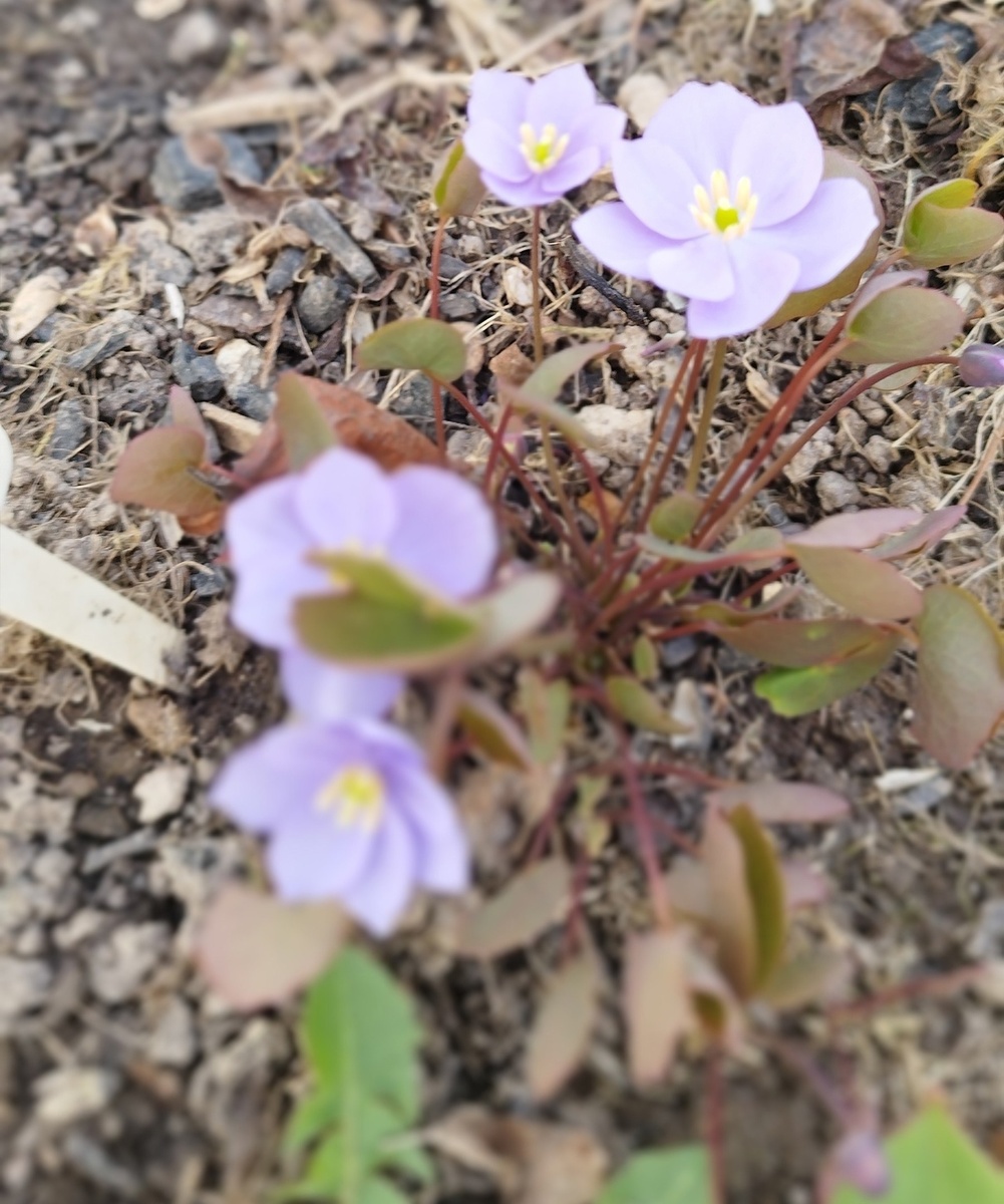 В следующем году их было больше.