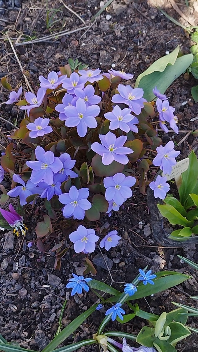 Цветочков становилось всё больше
