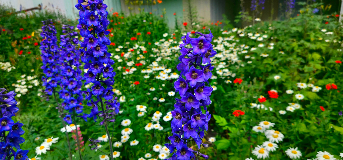 От смертных не жди состраданья, участья,
И в двери к ним часто побойся стучать!
У каждого муки свои и несчастья
И некогда им твою жизнь исправлять. Омар Хайям