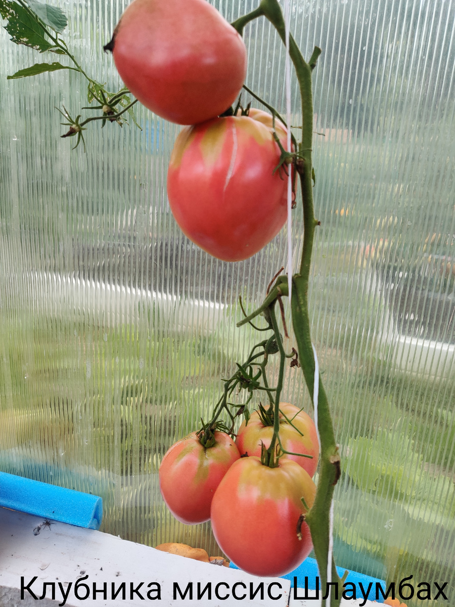 Оставлен только главный стебель. Этот сорт с тонкими лиановидными побегами