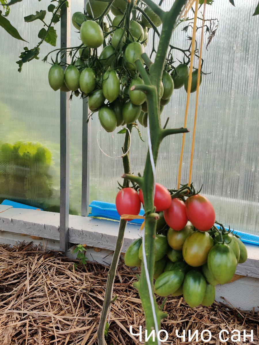 Сформирован в один стебель