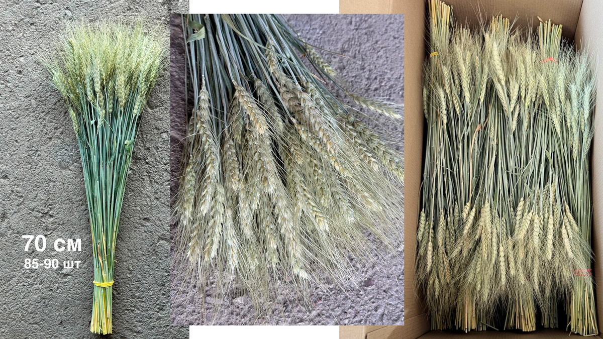 Высушенная для флористики пшеница с остями