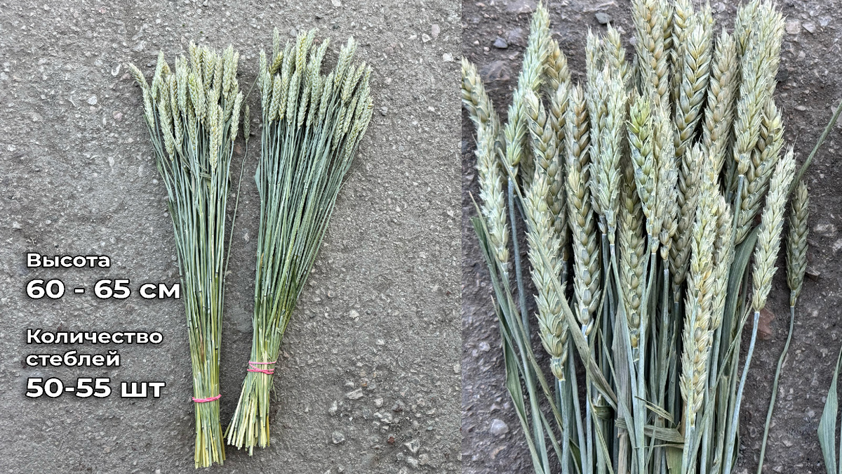 Высушенная для флористики пшеница без остяй с сохраненным пигментом