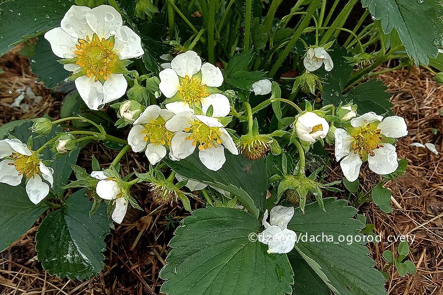 Цветение клубники. Фото автора.